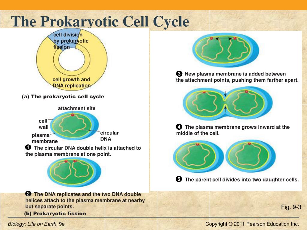 Chapter 9 PowerPoint Presentation, free download Biology Diagrams