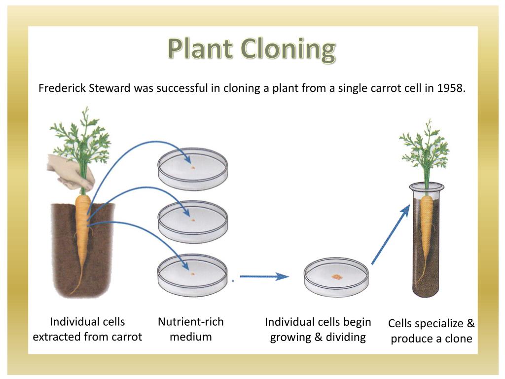 Почему растения клонируются легче животных
