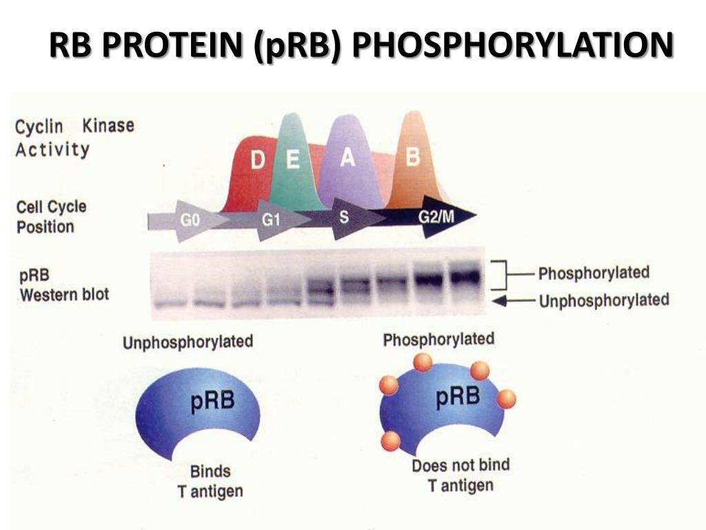 Molecular regulation of cell cycle PowerPoint Presentation, free ... Biology Diagrams