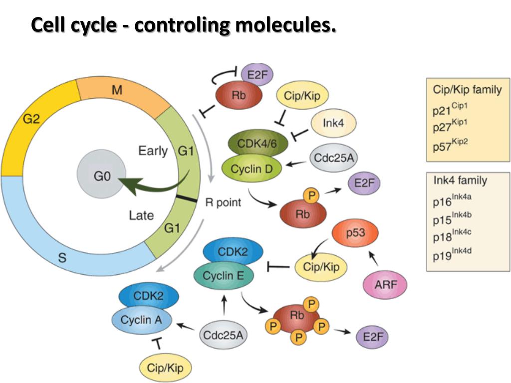 Molecular regulation of cell cycle PowerPoint Presentation, free ... Biology Diagrams
