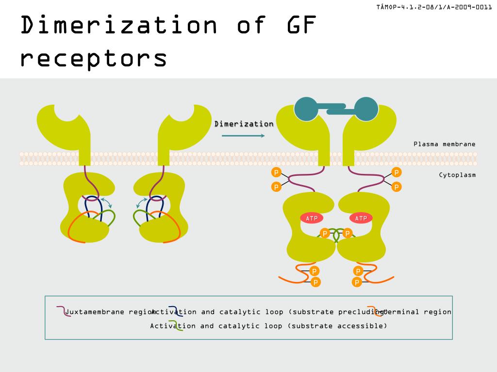 enzyme linked receptors