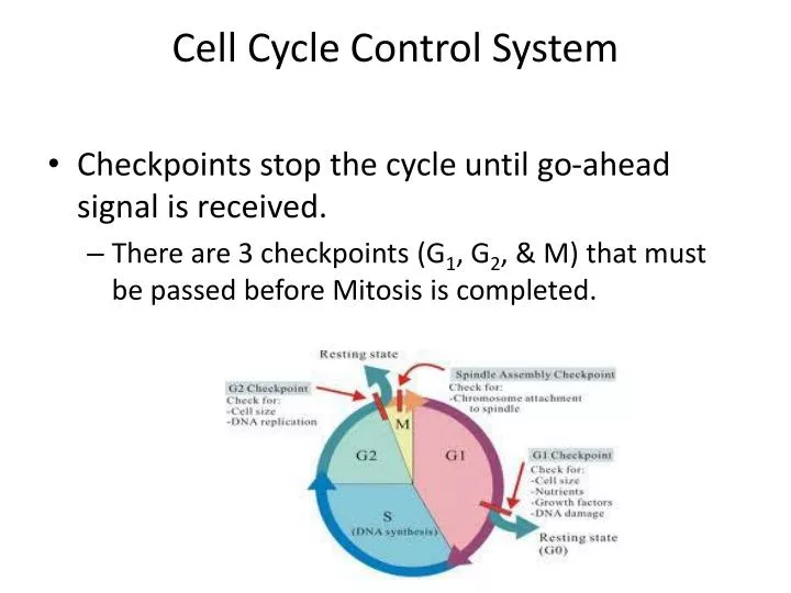 Cell Cycle Control System PowerPoint Presentation, free download ... Biology Diagrams