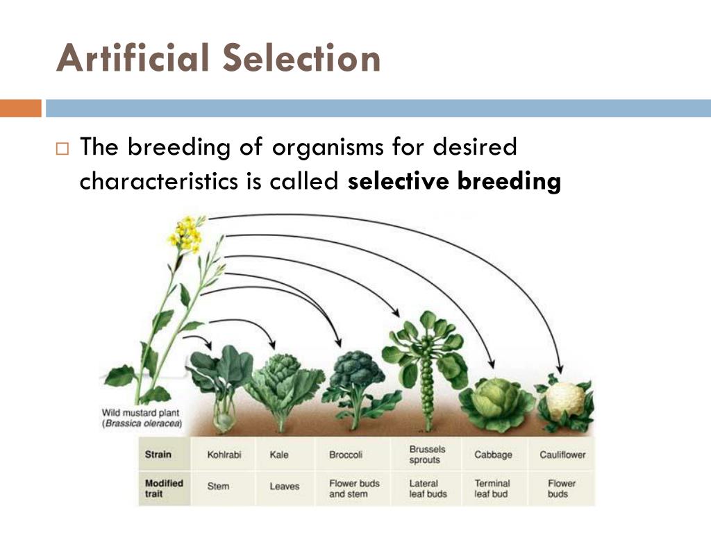 Artificial Selection In Farm Animals at David Engleman blog