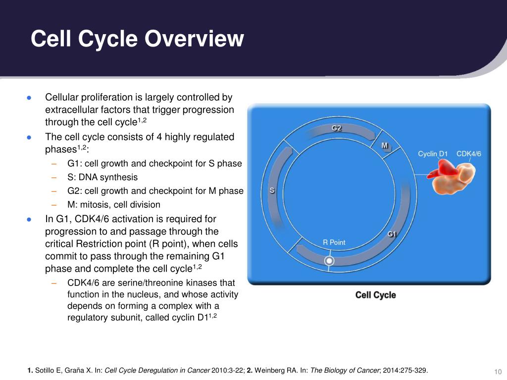 PPT - The Role of CDK4/6 in Breast Cancer PowerPoint Presentation, free ...