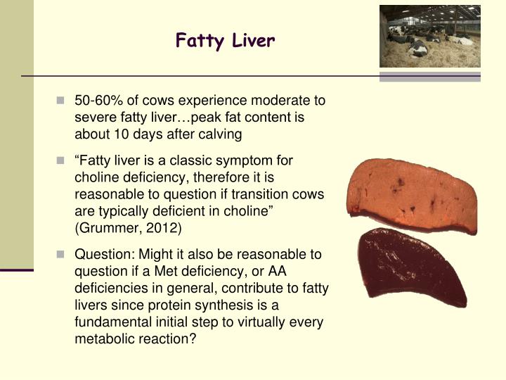 PPT Advances in Protein and Amino Acid Nutrition Implications on