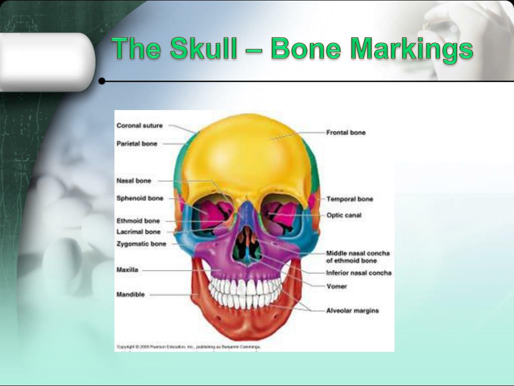 Ppt Axial Skeleton Powerpoint Presentation Free Download Id2014373 