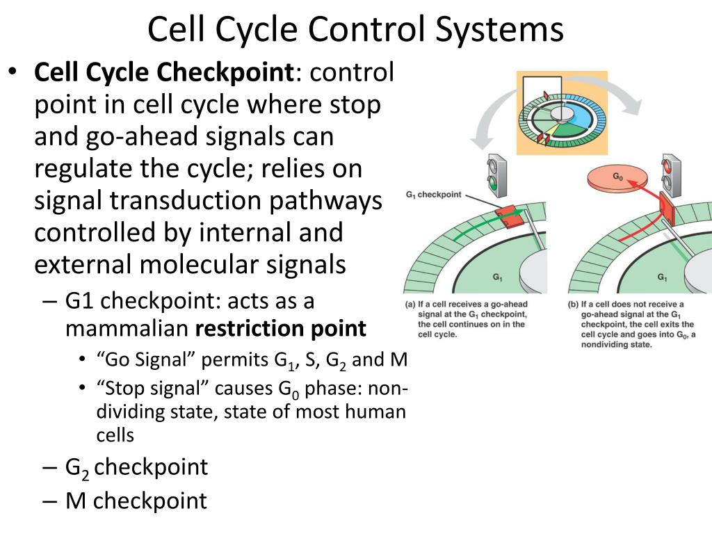 Chapter 12: The Cell Cycle PowerPoint Presentation, free download ... Biology Diagrams