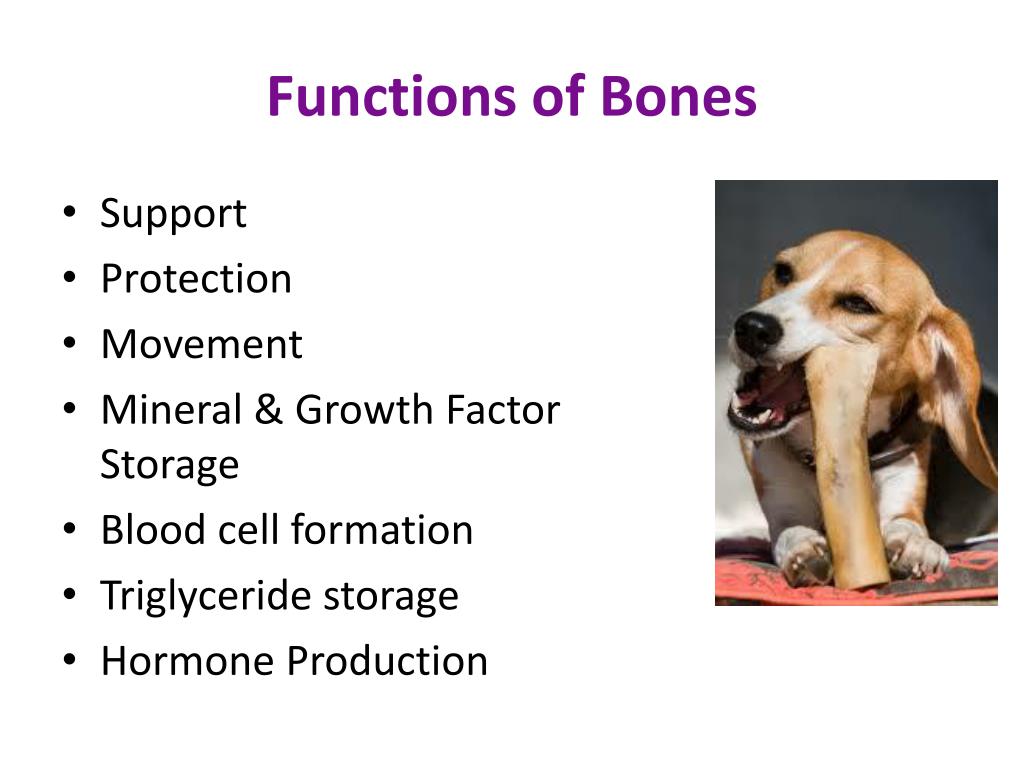 flat bone function flat bone function