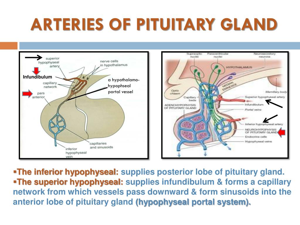 Anatomy Of The Pituitary Gland Biology Diagrams