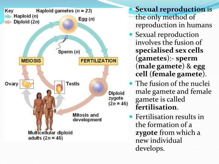 Pptx Sexual Reproduction In Humans Core Identify On Diagrams The Best Porn Website 