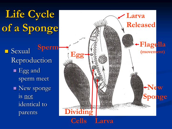 during what stage in its life cycle does a sponge move during what stage in its life cycle does a sponge move