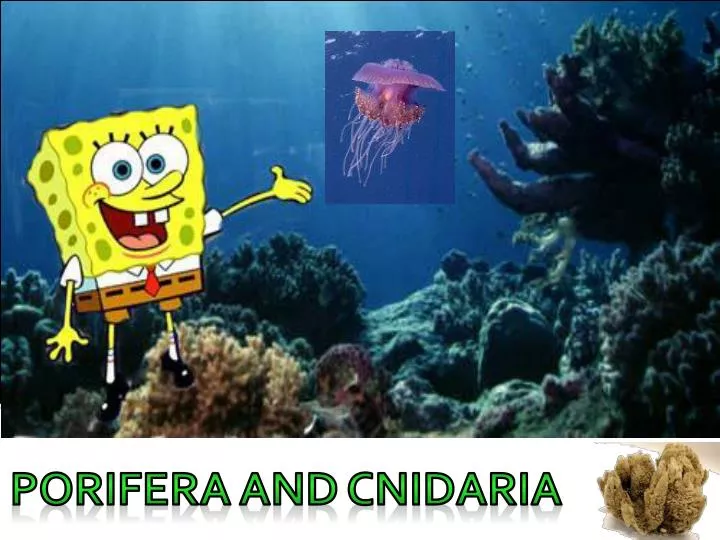 PPT - PORIFERA and CNIDARIA PowerPoint Presentation, free download - ID ...