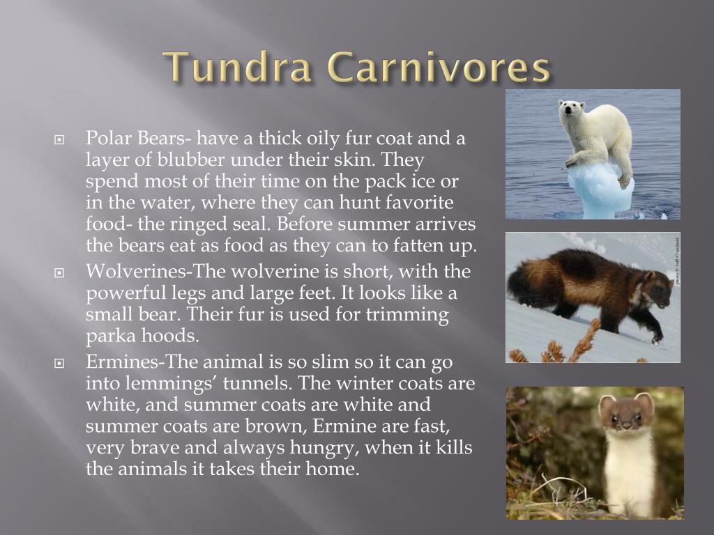PPT - Tundra Biome PowerPoint Presentation, free download - ID:2015066