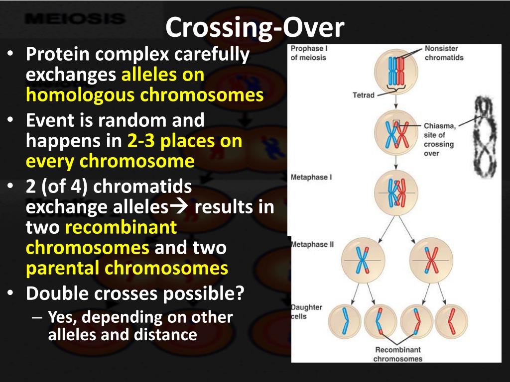PPT - Meiosis and Sexual Reproduction PowerPoint Presentation, free ...