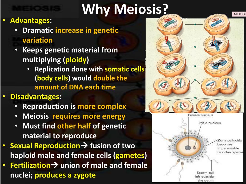 PPT - Meiosis and Sexual Reproduction PowerPoint Presentation, free ...