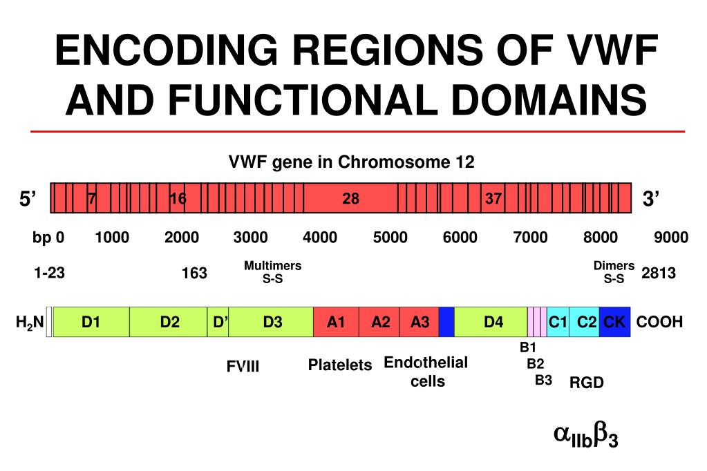 PPT - Molecular Genetics in the Von Willebrand disease PowerPoint ...