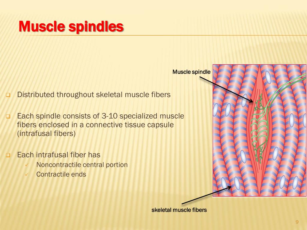 Spinal Cord reflexes PowerPoint Presentation, free download Biology Diagrams