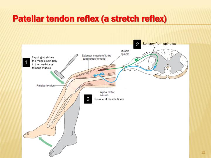 Patellar Tendon Reflex Arc