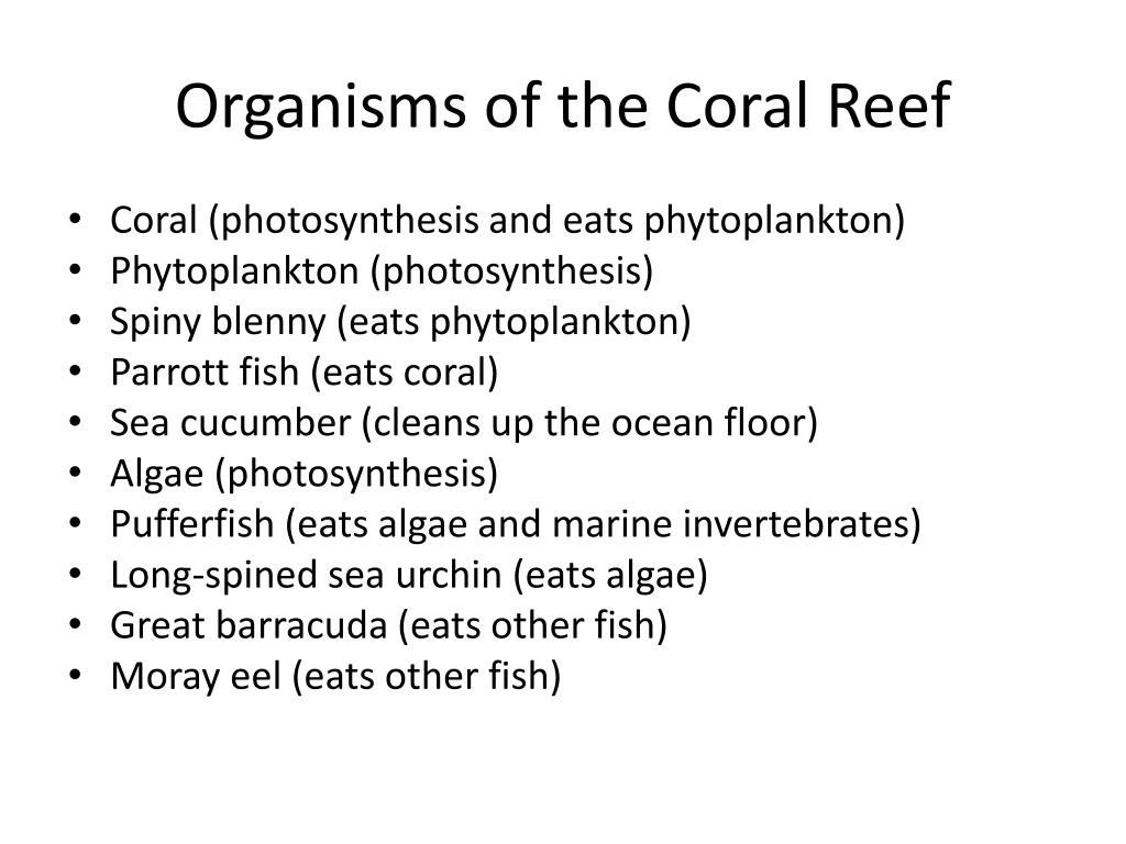 PPT - Coral Reef Food Web PowerPoint Presentation, free download - ID ...