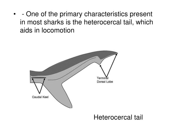 PPT Chondrichthyes PowerPoint Presentation ID2015747
