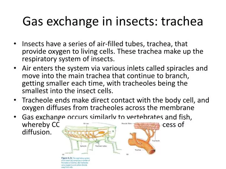 PPT Gas exchange in insects trachea PowerPoint Presentation, free