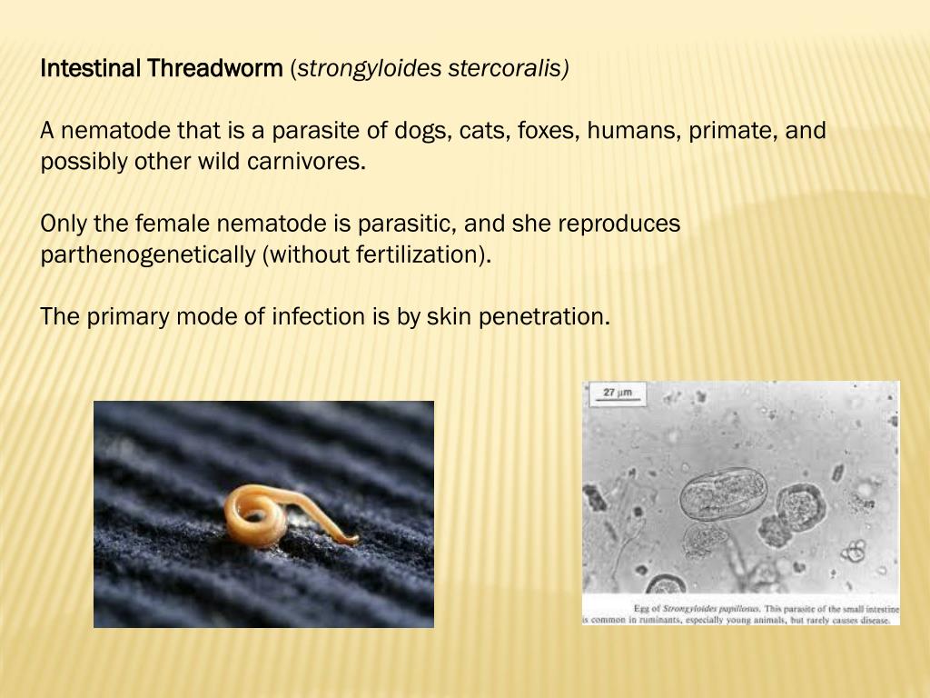 PPT Parasitology PowerPoint Presentation Free Download ID 2015828 PPT Parasitology PowerPoint Presentation Free Download ID 2015828