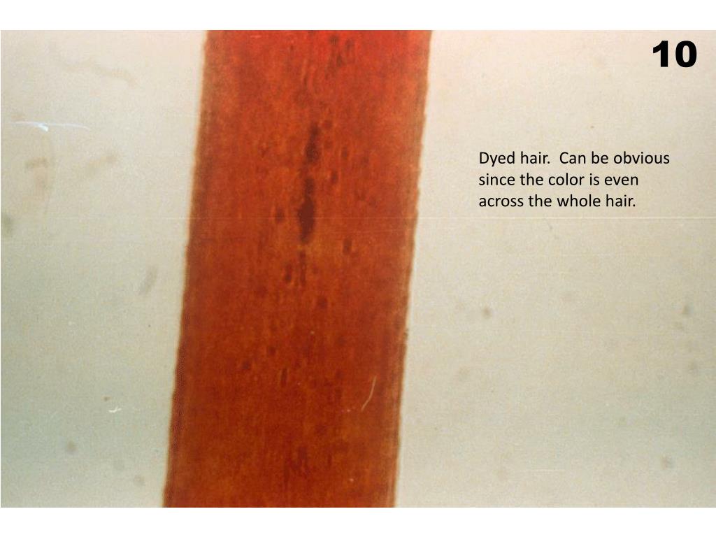 PPT Hair Analysis PowerPoint Presentation, free download ID2015886