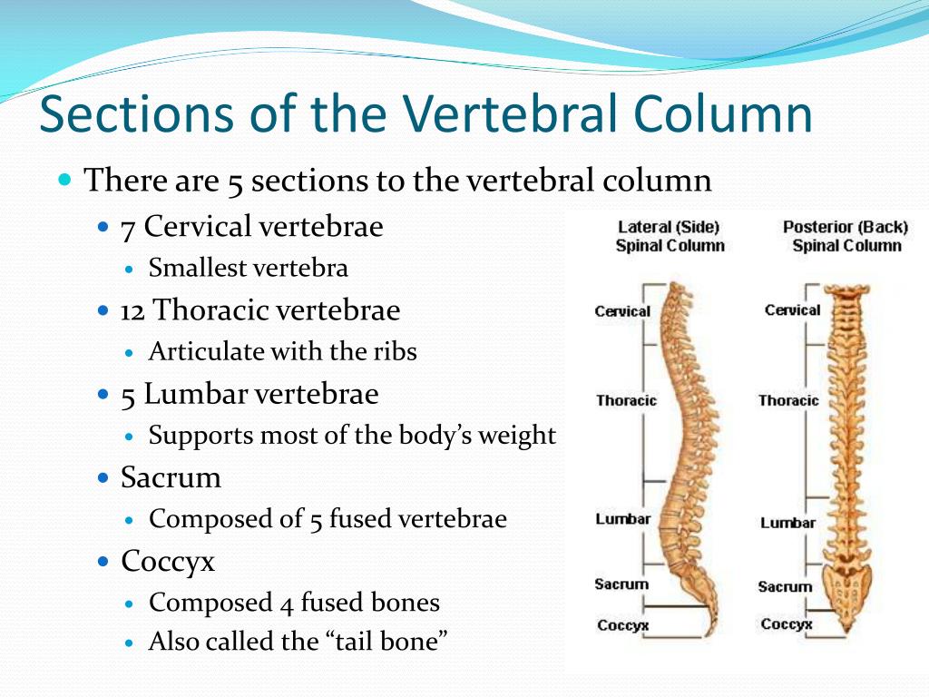 Column definition. Vertebrae structure. Anatomy of the vertebral column. Skeletal System презентация. Th2 позвонка.