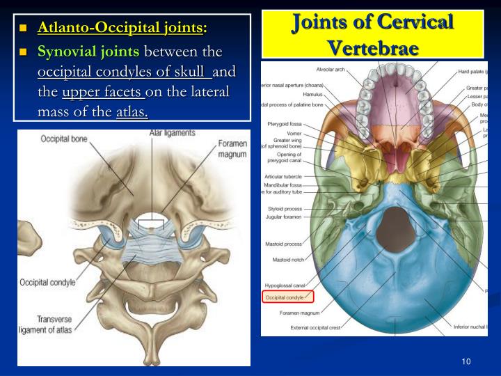 Ppt Cervical Vertebrae Powerpoint Presentation Id2015943 5798