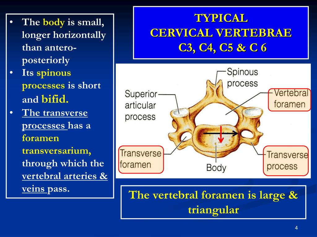 PPT - CERVICAL VERTEBRAE PowerPoint Presentation, free download - ID