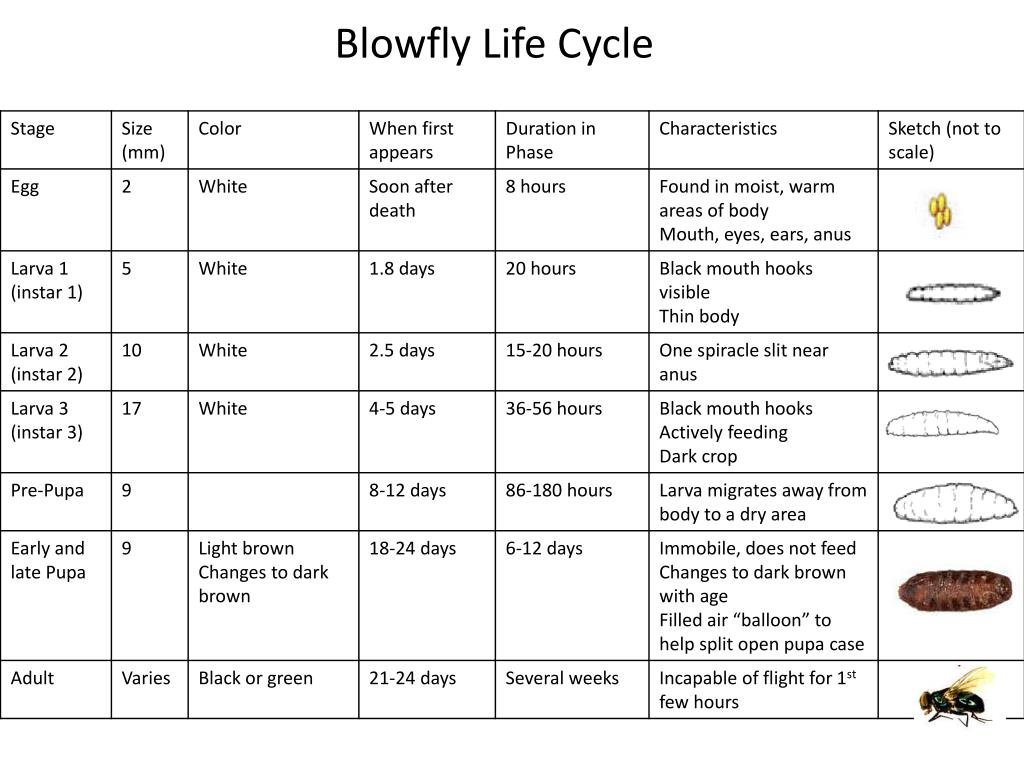 PPT Serology, Forensic Pathology, & Entomology PowerPoint