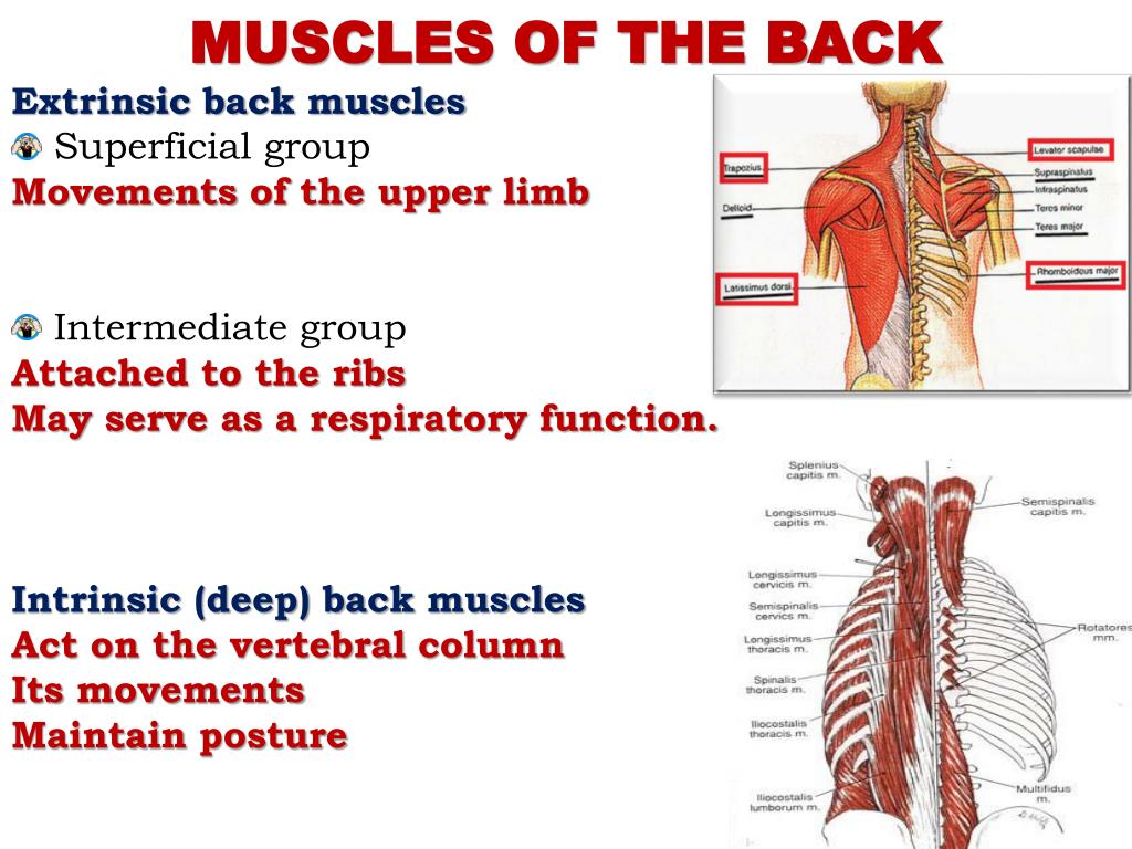PPT - Superficial muscles of the back PowerPoint ...