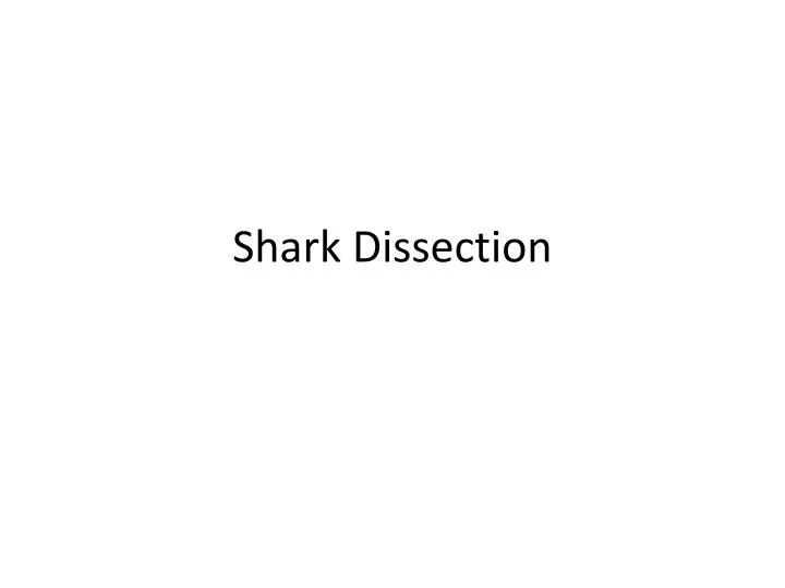 shark dissection n.