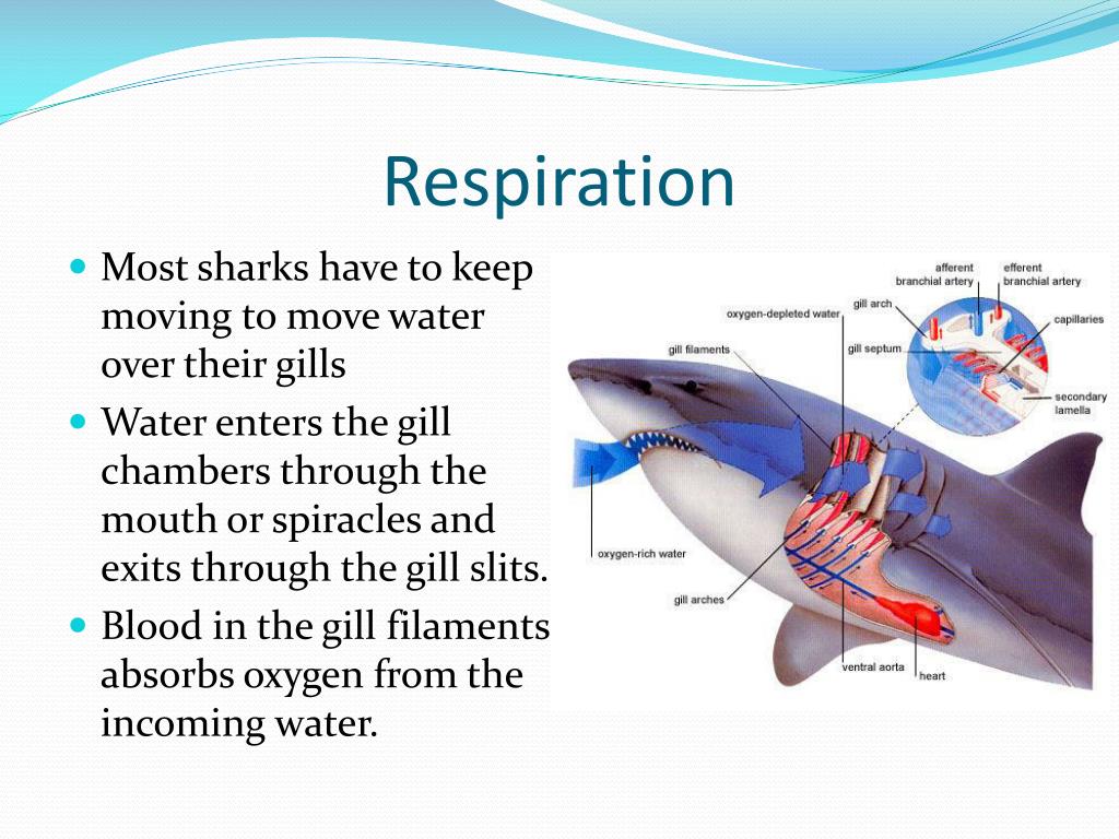 Внутреннее строение акулы. Строение кровеносной системы акулы. Дыхательная система акулы. Строение дыхательной системы акулы. Дыхательная система акулы схема.