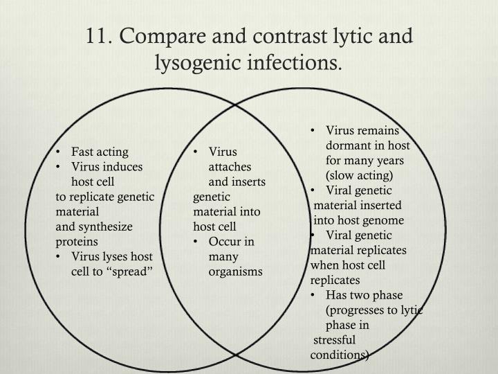 diagram of lytic infection lysogenic cycle wikipedia lytic lytic and lysogenic cycle venn diagram