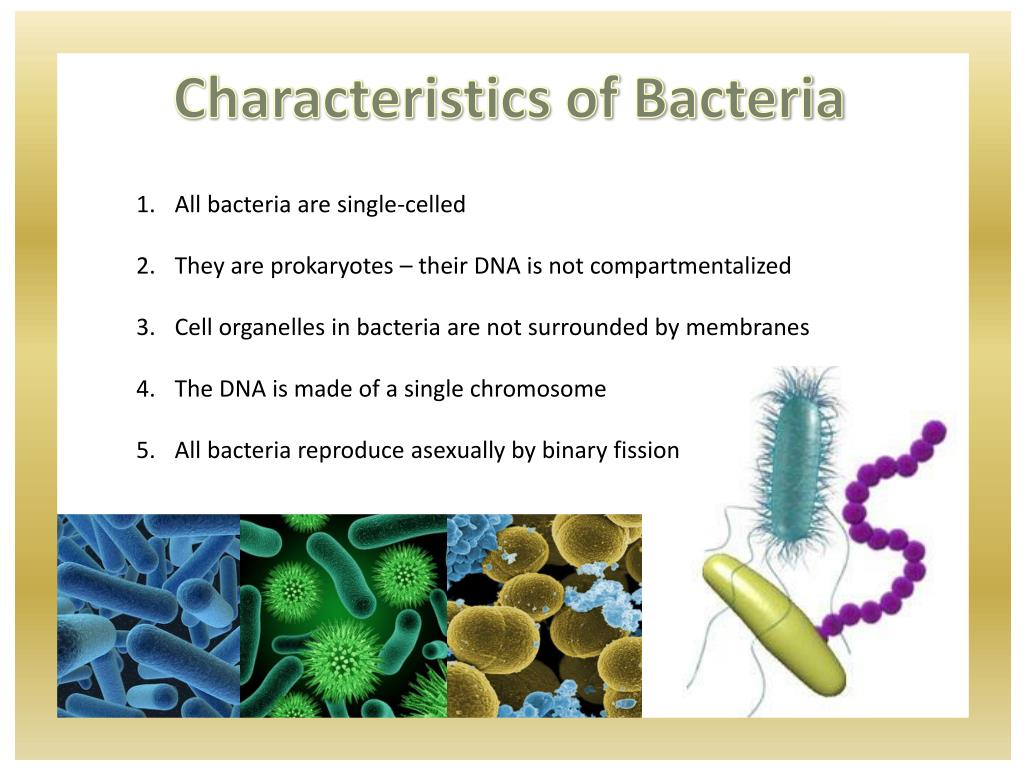 PPT - Prokaryotes : Archaebacteria & Eubacteria PowerPoint Presentation ...