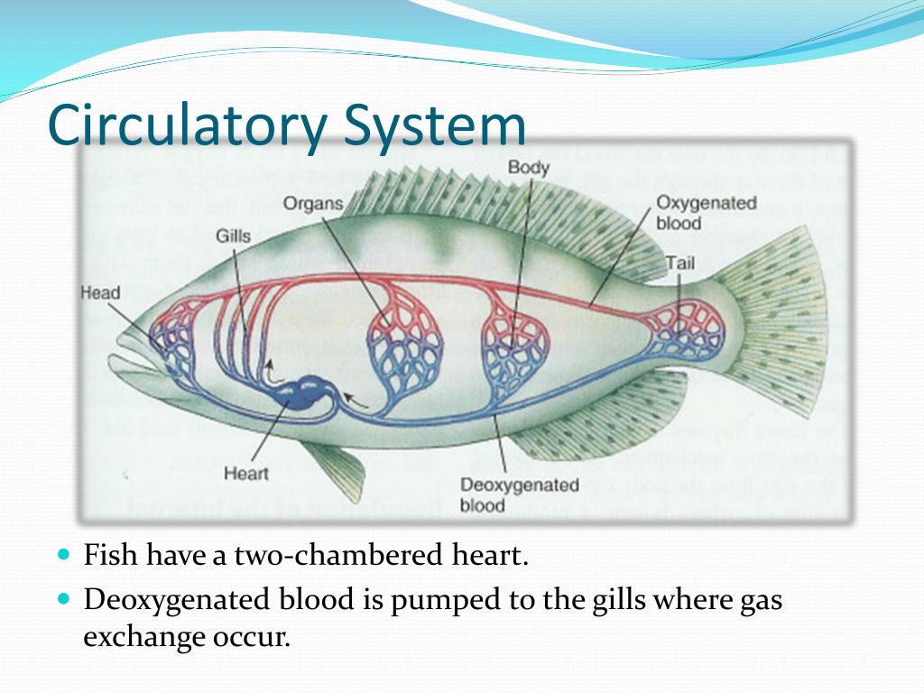 PPT - Internal Physiology of Fishes PowerPoint Presentation, free