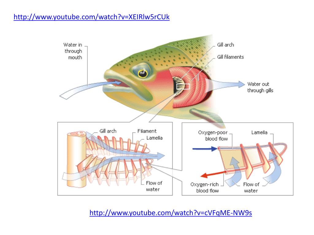 Рыба дышащая легкими. Дыхательная система речного окуня. Дыхательная система карася. The External structure of the Fish. Межжаберная перегородка у рыб.