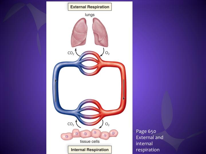 PPT - Respiration PowerPoint Presentation - ID:2016285