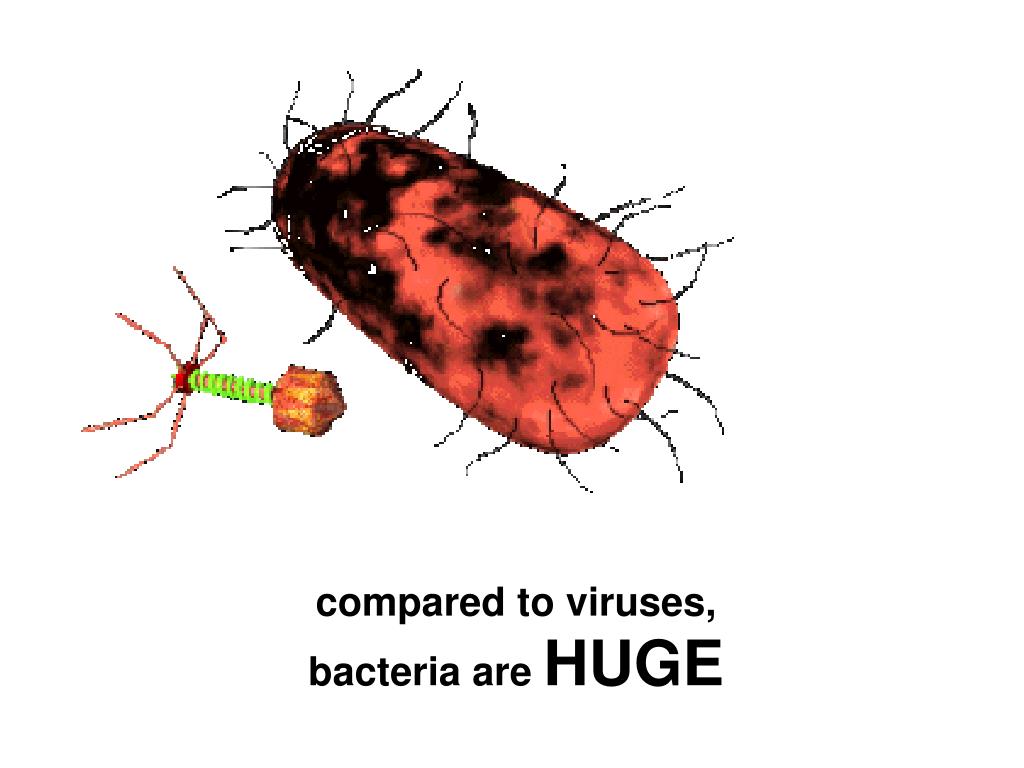 PPT - Size comparison of Virus to Bacteria to Cell PowerPoint ...