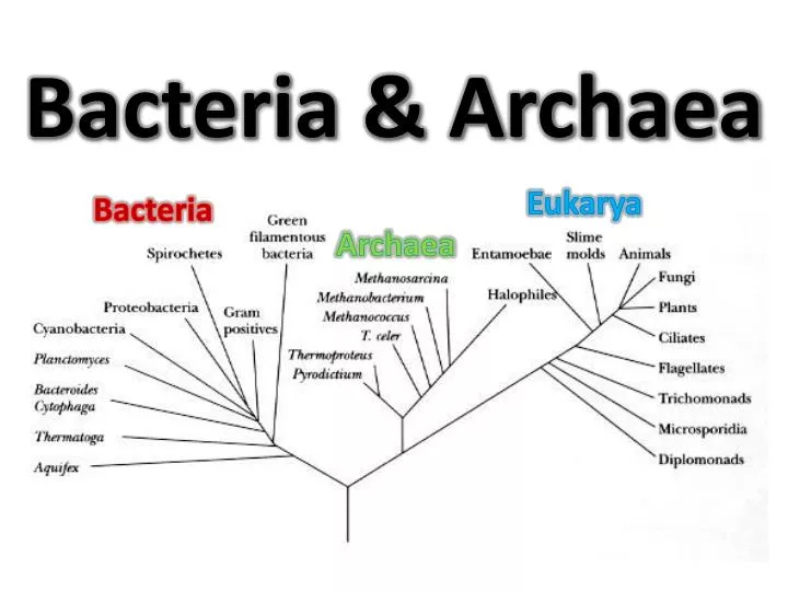 ppt bacteria powerpoint presentation id 2016354 archaea vs bacteria venn diagram