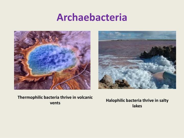 PPT - BACTERIA PowerPoint Presentation - ID:2016471