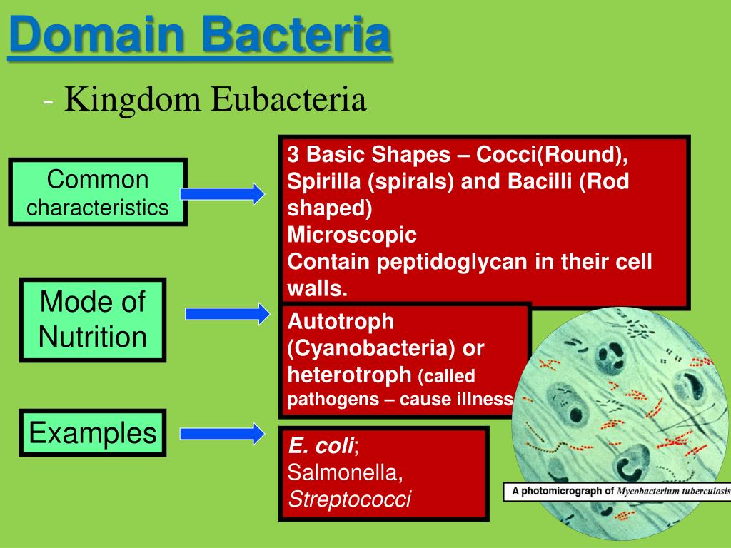 Their cell. Домен bacteria. Домен бактерии классификация. Домен бактерии царство. Домен bacteria(эубактерии).
