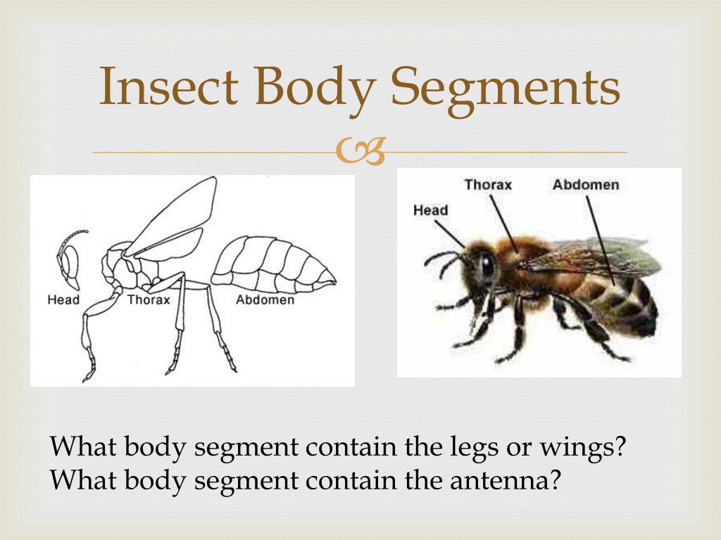 insects-across-1-last-of-the-three-segments-of-an-insect-6-baby