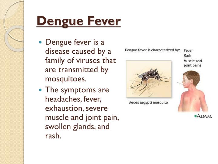Dengue Fever PowerPoint Presentation