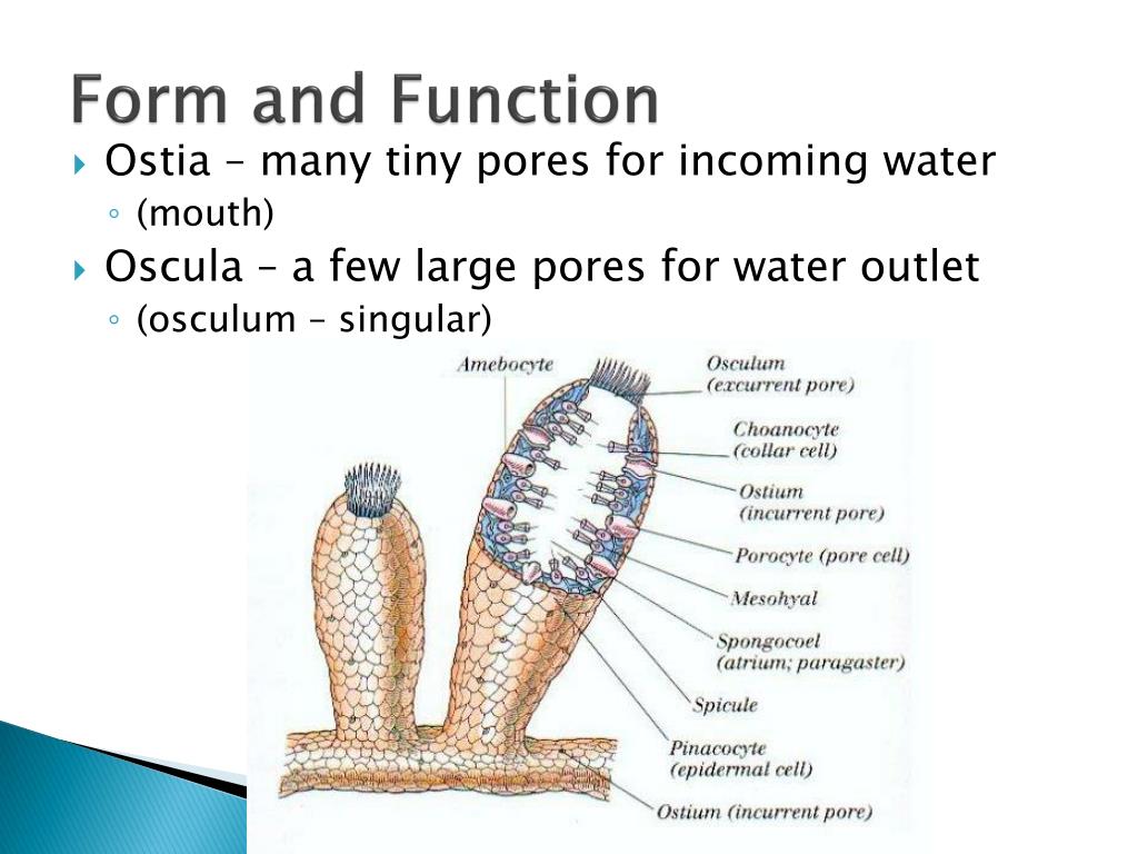 PPT Phylum Porifera  PowerPoint Presentation free 