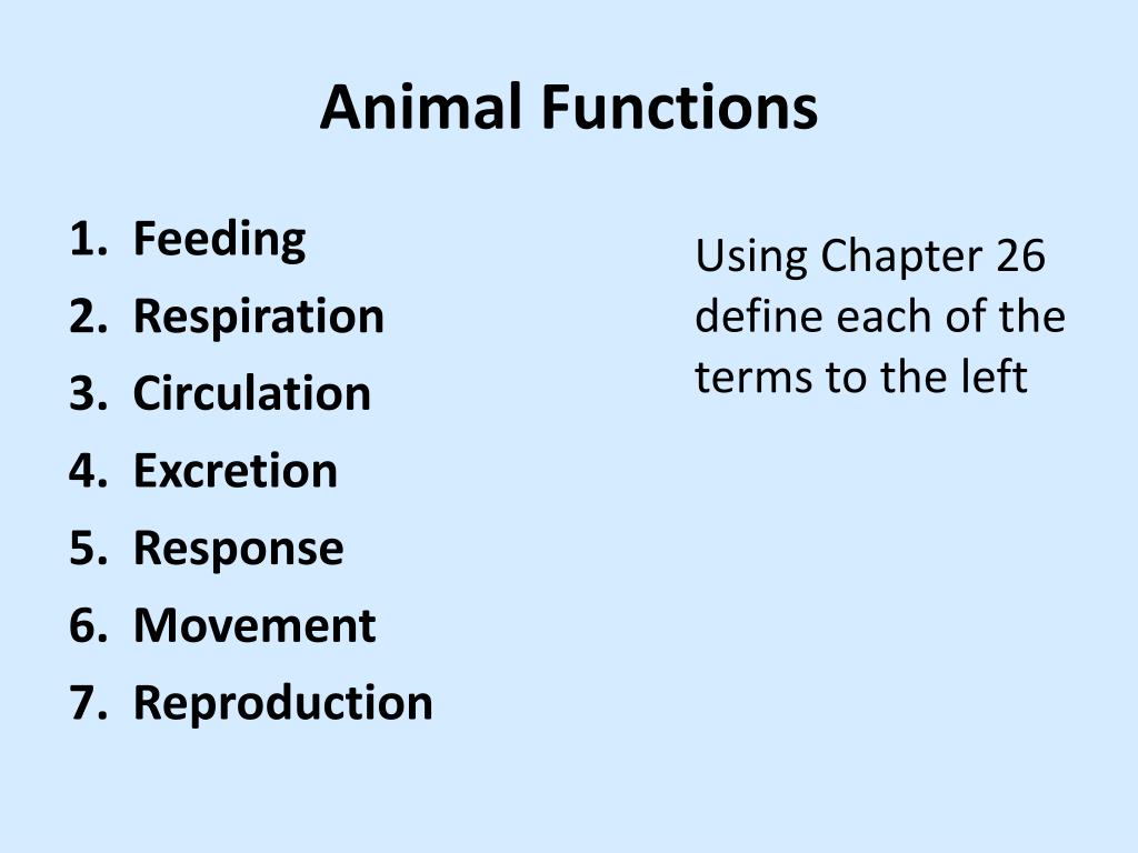 PPT - Introduction to Kingdom Animalia PowerPoint Presentation, free ...