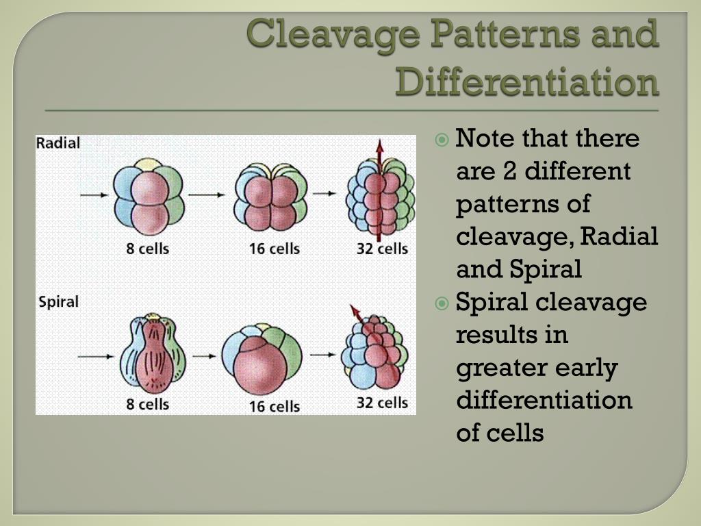 PPT Zoology PowerPoint Presentation, free download ID2017534