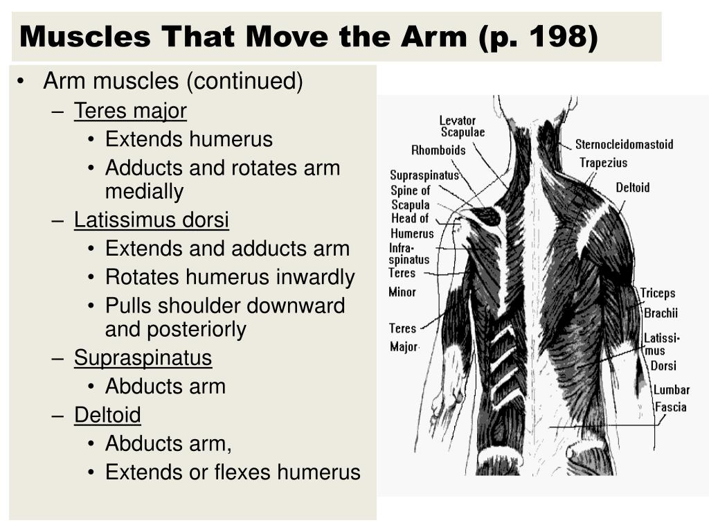 PPT - Names of Muscles are Descriptive PowerPoint Presentation - ID:2017536