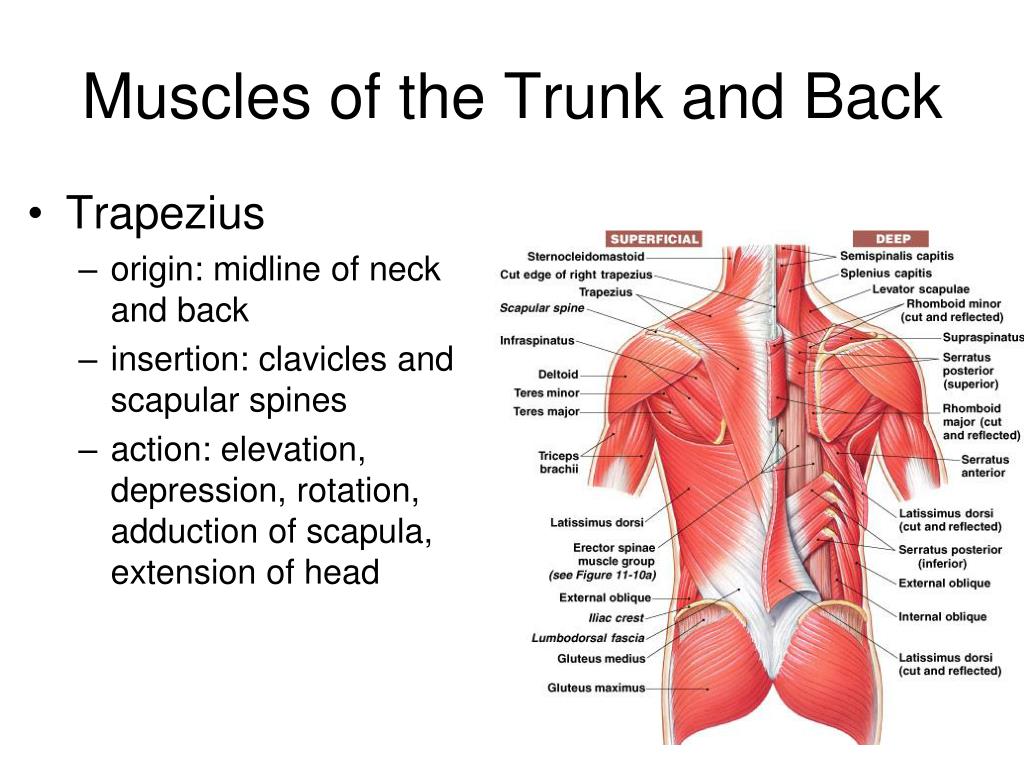 PPT Gross Anatomy of the Muscular System PowerPoint Presentation